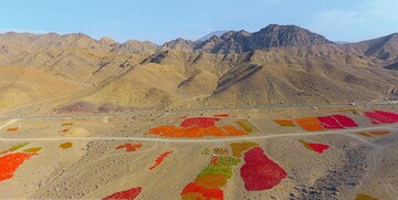تصاویری زیبا از سرزمین فلفل