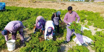 تصاویری زیبا از سرزمین فلفل