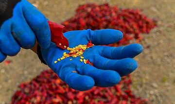 تصاویری زیبا از سرزمین فلفل