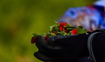 تصاویری زیبا از سرزمین فلفل