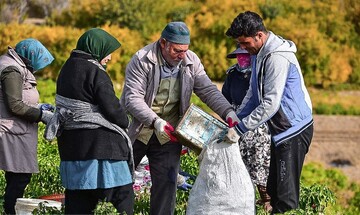 تصاویری زیبا از سرزمین فلفل