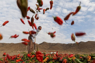 ببینید | تصاویری زیبا از سرزمین فلفل