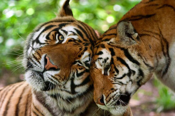 تصاویر | کشف ببرهای سیاه فوق‌العاده نادر 