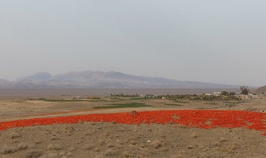 تصاویری زیبا از سرزمین فلفل