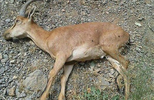 تکذیب خبر ورود طاعون نشخوارکنندگان به حیات وحش یزد