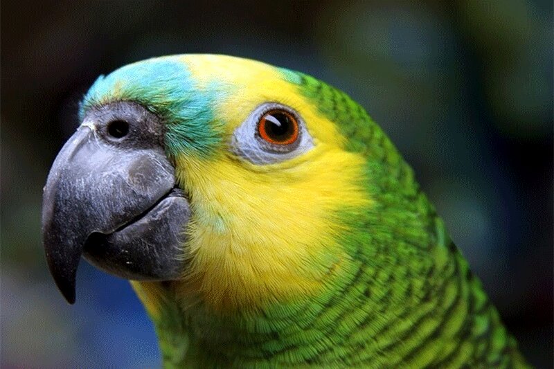 ببینید | نالههای عجیب یک طوطی سخنگو و یورش پلیس!