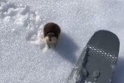 ببینید | دعوای جالب یک حیوان با یک اسکی‌باز در برف‌های نروژ!