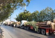 نخل های صادر شده به قطر به ایران برگشت خوردند