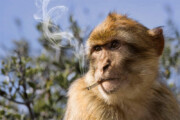 ببینید | ویدیویی جنجالی و تلخ از سیگار کشیدن یک بچه میمون در باغ وحش