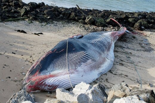 ببینید | مرگ تلخ نهنگ 15 تنی زخمی در ساحل فرانسه