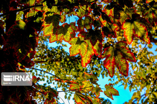 تصاویر | طبیعت شورانگیز قزوین در پاییز