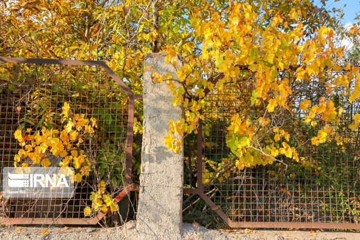 تصاویر | طبیعت شورانگیز قزوین در پاییز