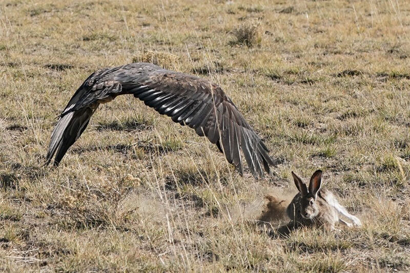 ببینید | لحظات نفس گیر فرار خرگوش از چنگال عقاب