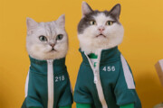 ببینید | گربه‌های بامزه در لباس شخصیت‌های سریال بازی مرکب!