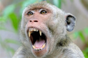 ببینید | عصبانیت یک میمون نسبت به رفتار توهین‌آمیز یک انسان بی‌فکر