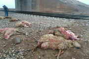 ببینید | تلفات سنگین در پی برخورد قطار با گله گوسفندان در قزوین