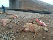 قطار باری از روی گله گوسفند گذشت و همه را کُشت