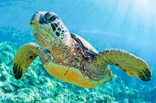 ببینید | تلاش هوشمندانه و موفقیت‌آمیز یک لاکپشت برای نجات ماهی از مرگ