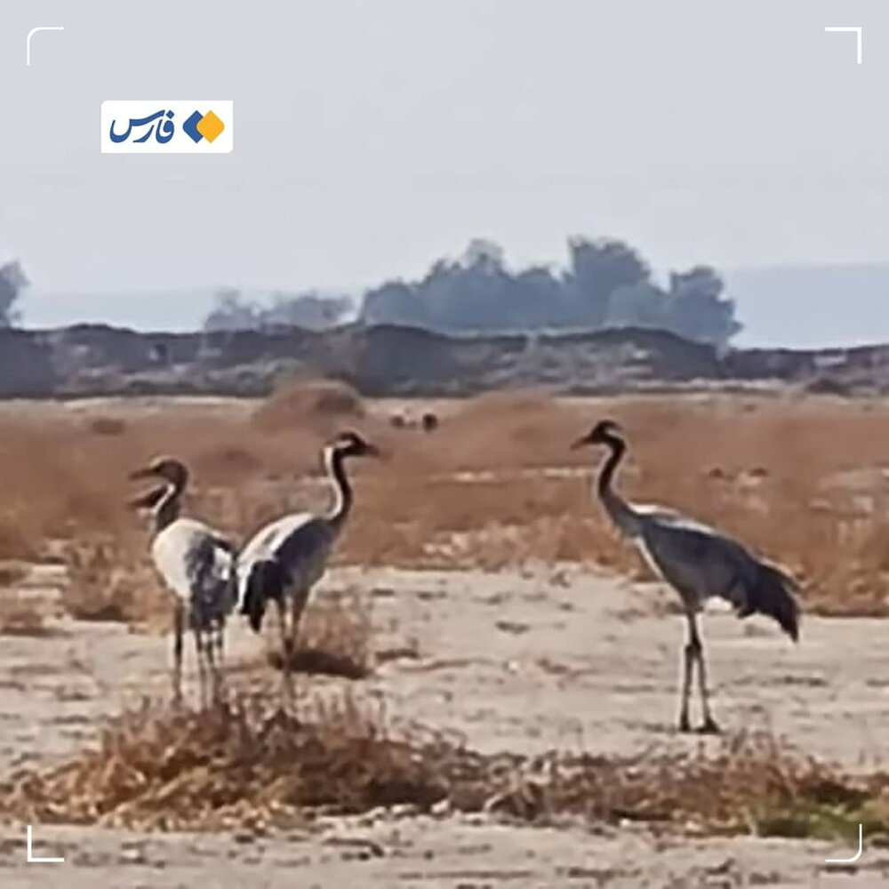 مشاهده یک پرنده در معرض انقراض در کرمان/ تصویر