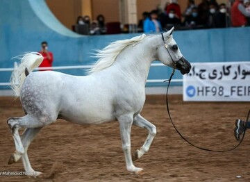 برگزاری اختتامیه مسابقات زیبایی اسب عرب در اشکذر یزد