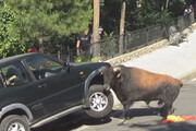 ببینید | خسارت شدید و باورنکردنی یک گاو عصبانی به خودروی سواری