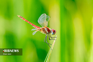 تصاویر | لبخند جالب سنجاقک‌ها؛ حشرات مفید برای محیط زیست