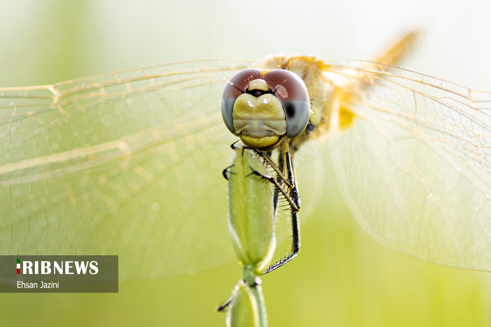 سنجاقک‌ها؛ حشرات مفید برای محیط زیست