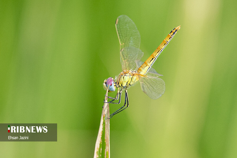 سنجاقک‌ها؛ حشرات مفید برای محیط زیست