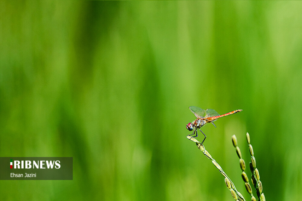سنجاقک‌ها؛ حشرات مفید برای محیط زیست