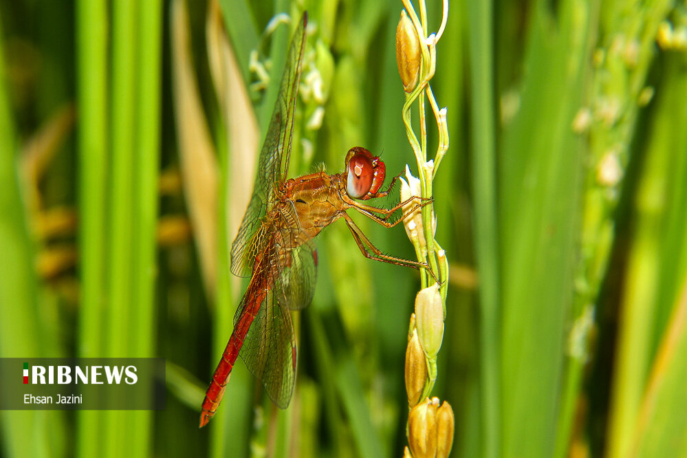 سنجاقک‌ها؛ حشرات مفید برای محیط زیست