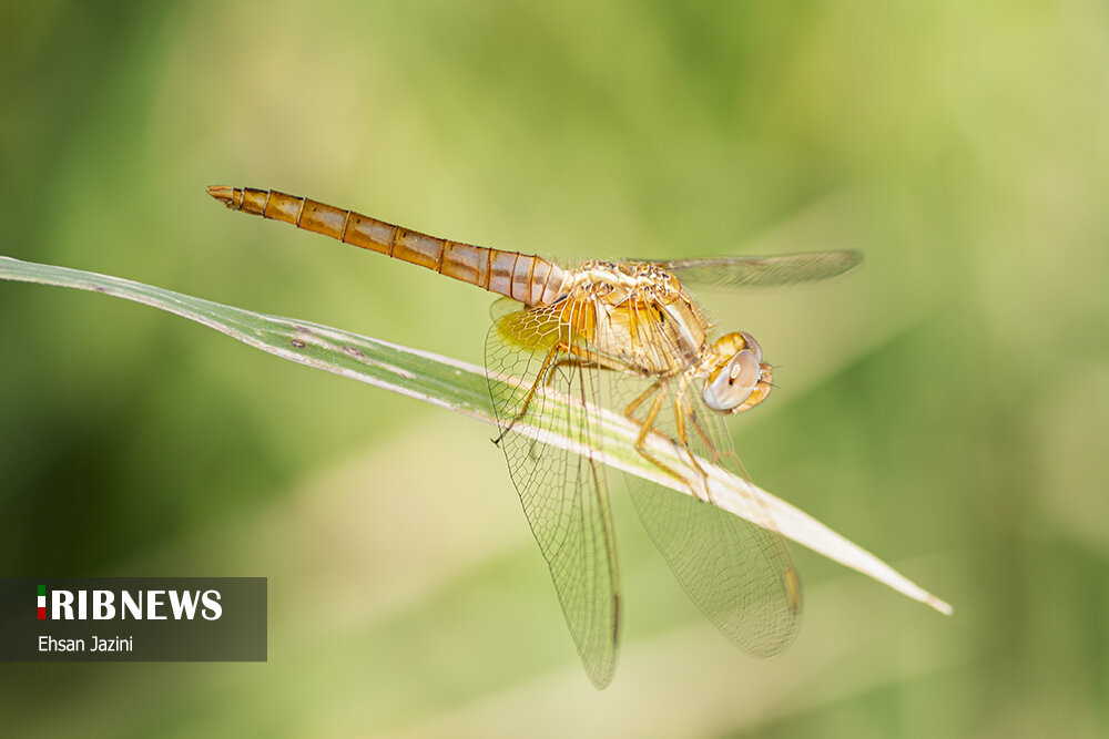 سنجاقک‌ها؛ حشرات مفید برای محیط زیست
