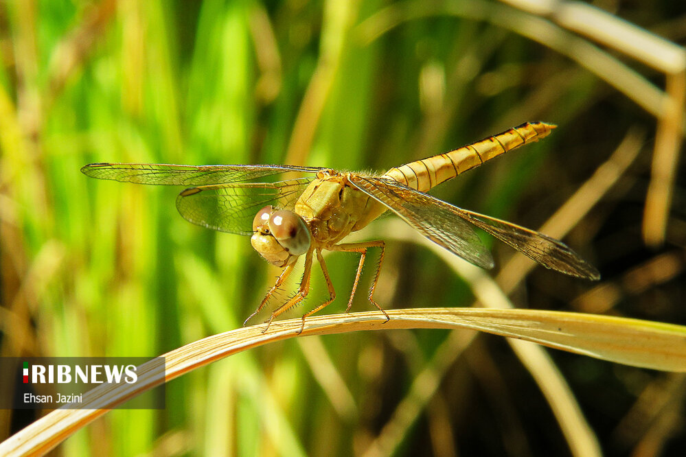 سنجاقک‌ها؛ حشرات مفید برای محیط زیست