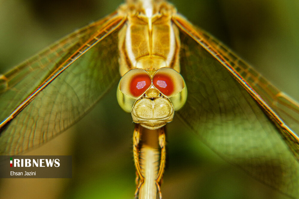 سنجاقک‌ها؛ حشرات مفید برای محیط زیست