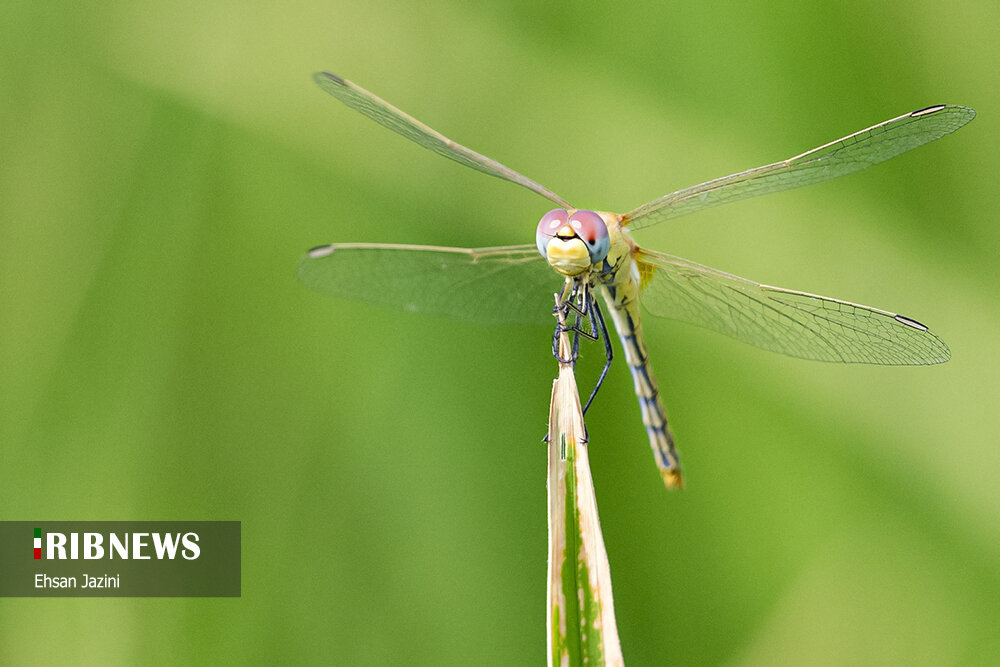 سنجاقک‌ها؛ حشرات مفید برای محیط زیست