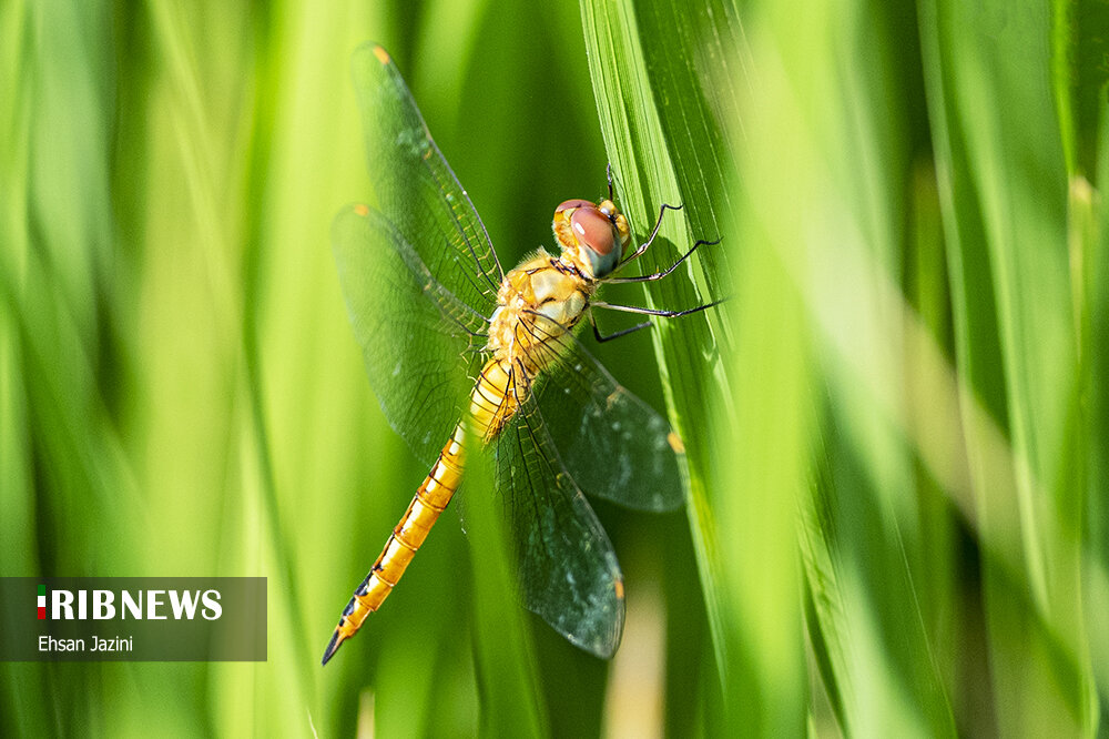 سنجاقک‌ها؛ حشرات مفید برای محیط زیست