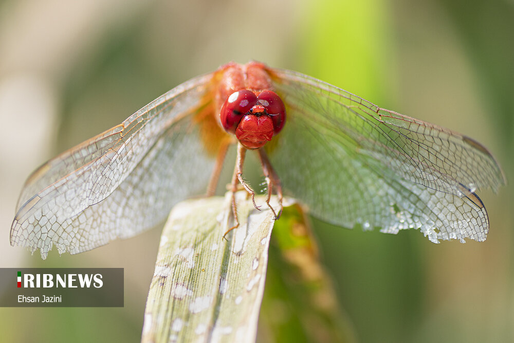 سنجاقک‌ها؛ حشرات مفید برای محیط زیست