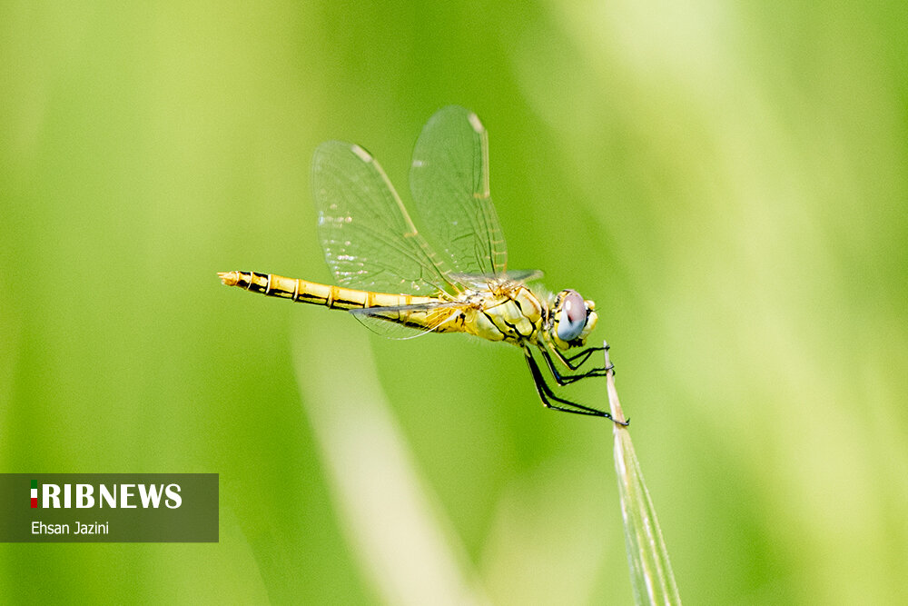سنجاقک‌ها؛ حشرات مفید برای محیط زیست