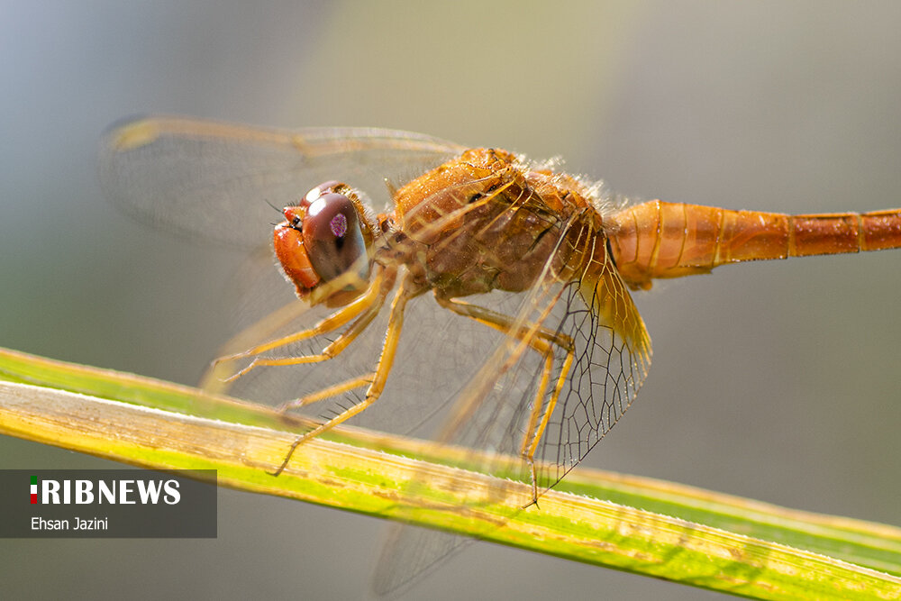 سنجاقک‌ها؛ حشرات مفید برای محیط زیست