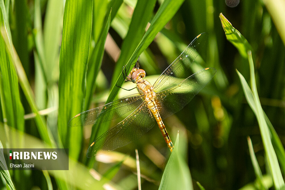 سنجاقک‌ها؛ حشرات مفید برای محیط زیست