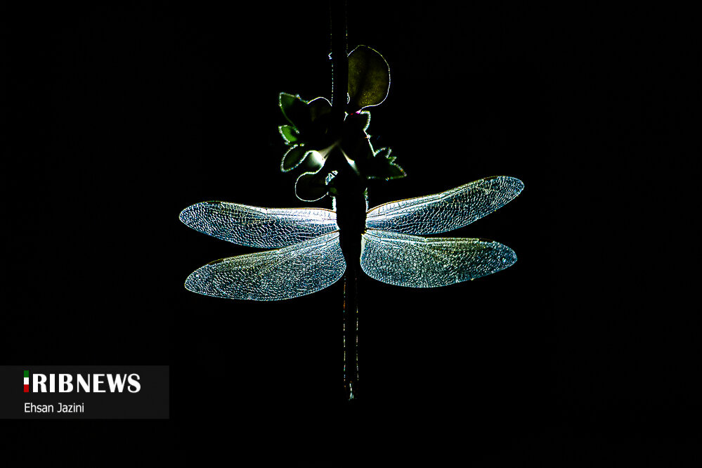 سنجاقک‌ها؛ حشرات مفید برای محیط زیست