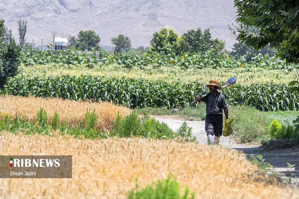 سنجاقک‌ها؛ حشرات مفید برای محیط زیست