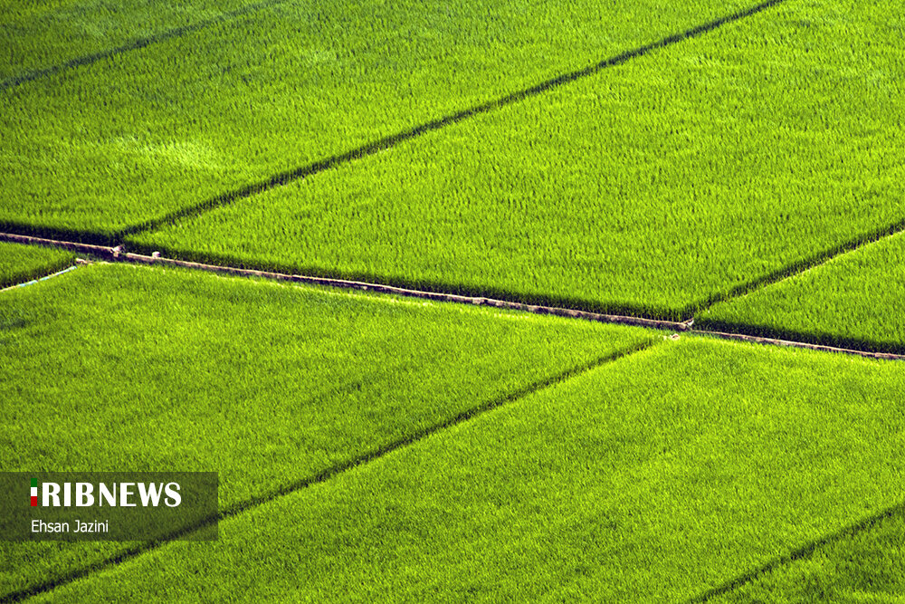 سنجاقک‌ها؛ حشرات مفید برای محیط زیست