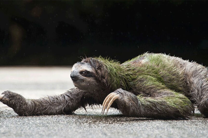 ببینید ' لبخند و تشکر یک «تنبل» پس از نجات یافتن توسط یک مرد