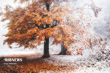 تصاویر | سفید پوش شدن جنگل‌های تنکابن