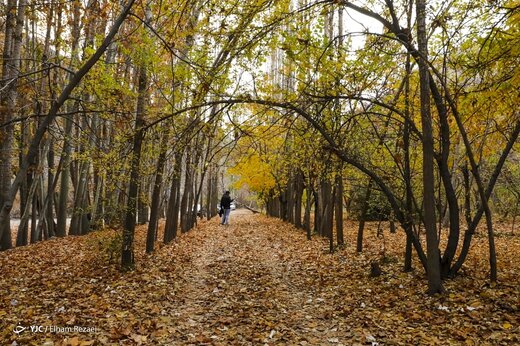 طبیعت پاییزی جاده چالوس