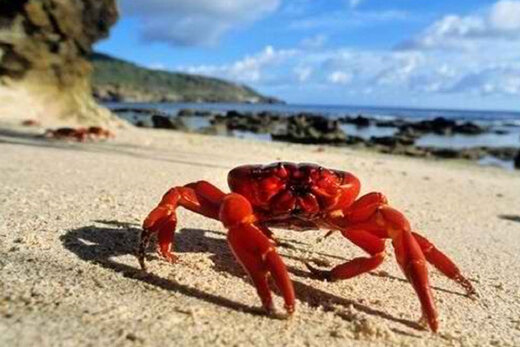 ببینید | مهاجرت خرچنگ های قرمز به سبکی جدید