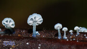 تصاویر | زیباترین قارچ دنیا با طرح گل