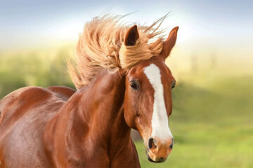 عکس | بزرگترین اسب تاریخ با ۲۱۹ سانت قد!