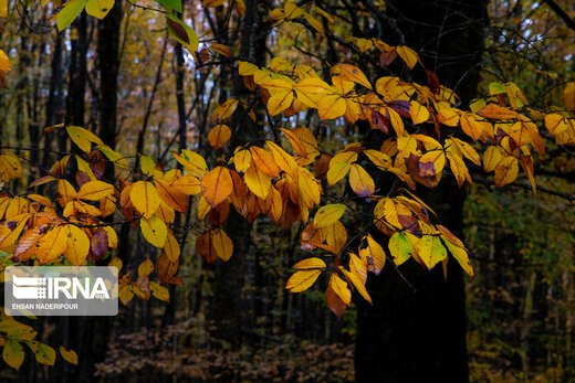 تصاویر | فریم‌های چشم‌نواز از پاییز در جنگل مکارود