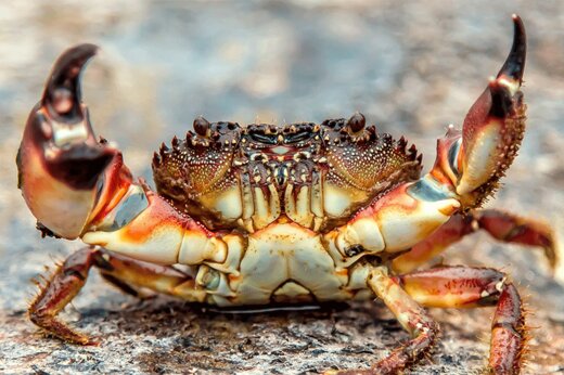 ببینید | شکار یک عروس دریایی توسط خرچنگ کوچک و زرنگ!